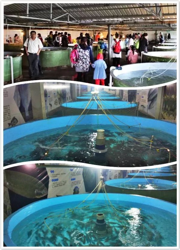 日照順風陽光海洋牧場最新游玩攻略 盡享夏日海洋樂趣